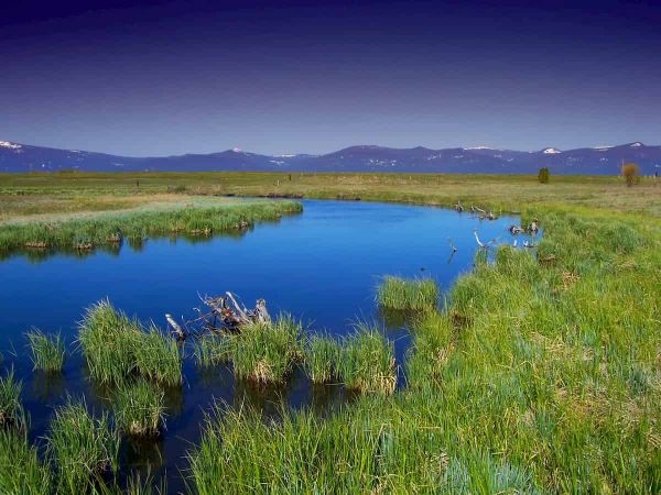 Wave forces decrease seedling establishment in tidal marshes