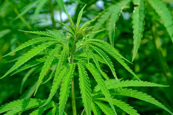 Gene copy number is associated with phytochemistry in Cannabis sativa
