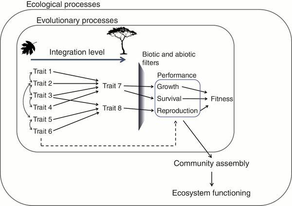 Consider alternative designs and trait integration level for better ecosystem analysis