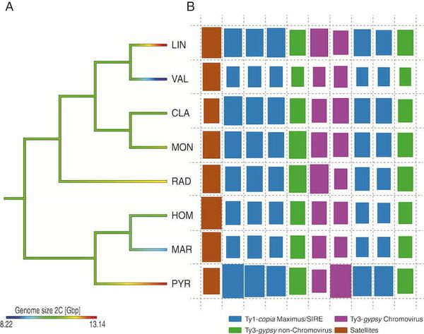 Repetitive DNA is not behind genome size variation in Anacyclus