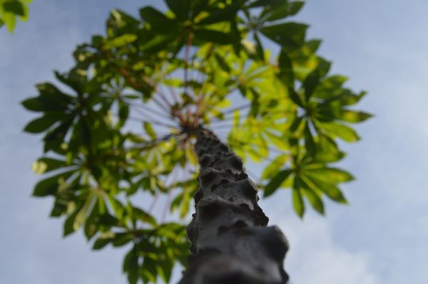 Decrypting the tubby-like protein gene family in cassava