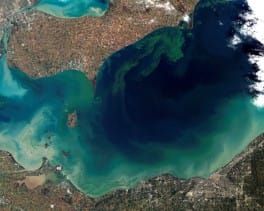 Cyanobacteria: Good week, or bad week..? Part II