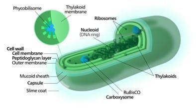 Cyanobacteria: Good week, or bad week..? Part I