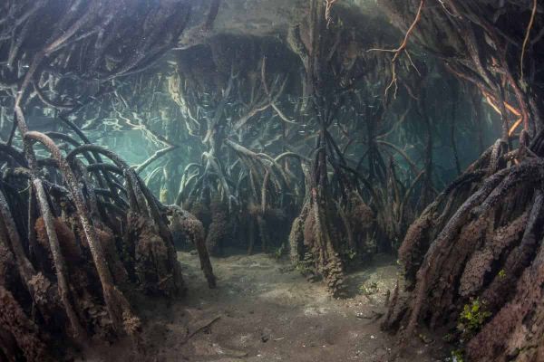When speed is a problem in mangrove restoration