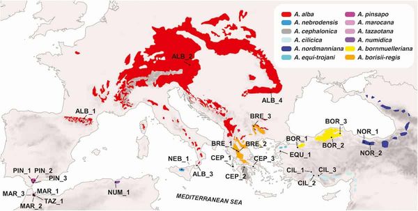 Diversification in Mediterranean firs occurred much earlier than expected