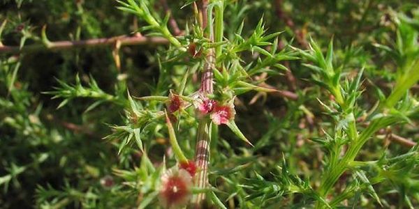 Evolution of increased vigour associated with allopolyploidization in a newly formed invasive species