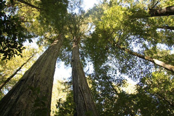 Simulating the effects of local adaptation and life history on the ability of plants to track climate shifts