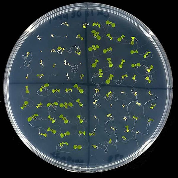 The SAUR41 subfamily of genes is involved in cell expansion and salt tolerance