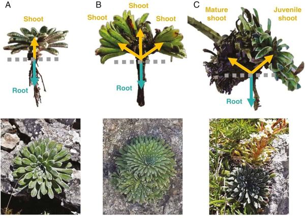 Iberian saxifrage side-steps the grim reaper to extend its lifespan