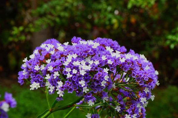 Stomatal anatomy coordinates leaf size with Rubisco kinetics in Limonium