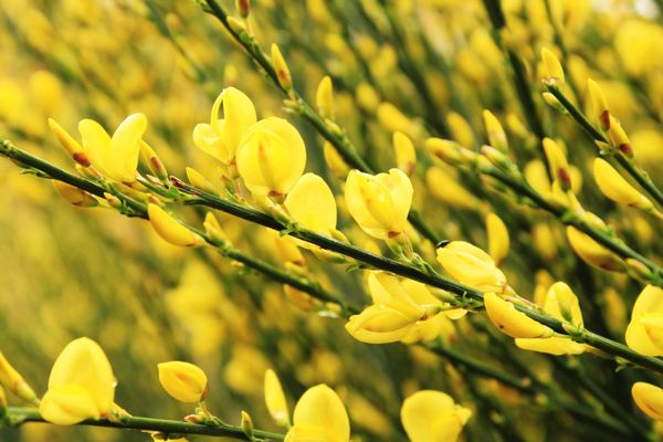 Regulatory effect of phosphorus and nitrogen on nodulation and plant performance of shrubby legumes
