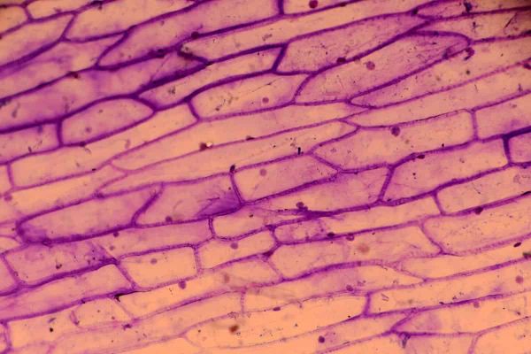 Plants have two ways of giving directions to cell wall builders