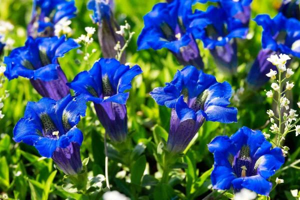 What creates Gentiana diversity in mountains?