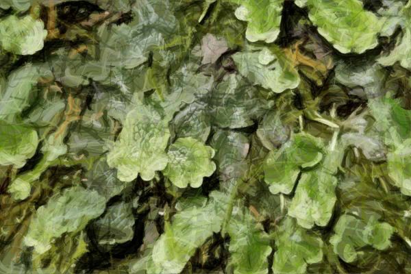 Predominance of L-S Type of rDNA Organization in Liverworts