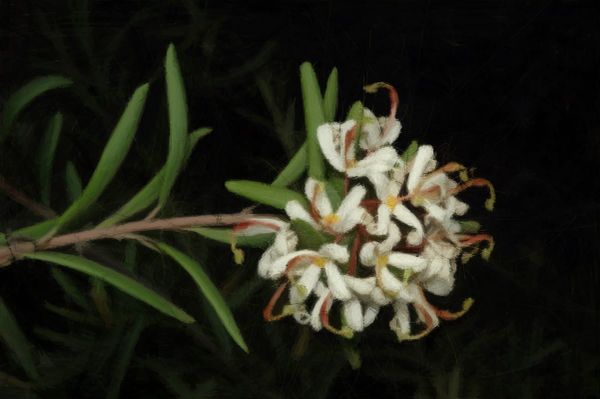 In Lomatia, the pollen is naturally poisoned