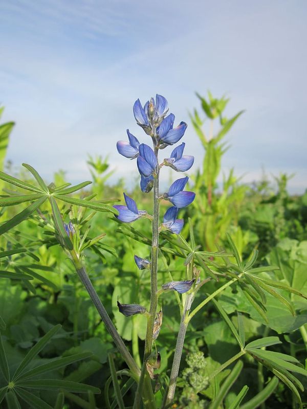 Plasticity to drought and ecotypic differentiation in populations of a crop wild relative
