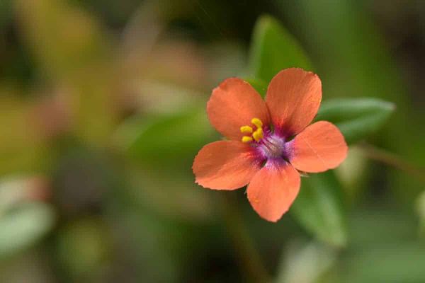 Not All Scarlet Pimpernels Arrange Their Sexual Organs the Same Way to Avoid Pollinating Themselves