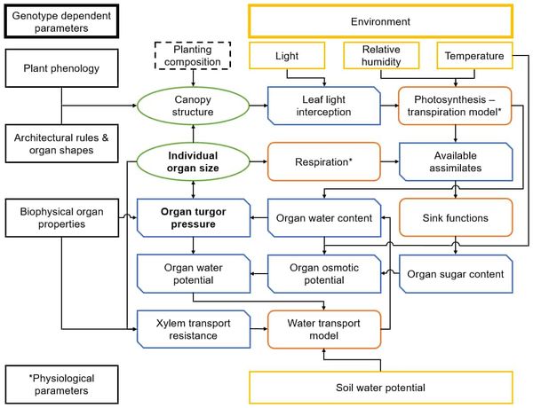 Turgor-Driven Plant Growth Inside a Soybean Functional-Structural Plant Model