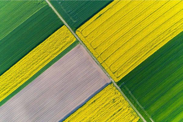 Fields of yellow: getting the nutrient balance right in oilseed rape