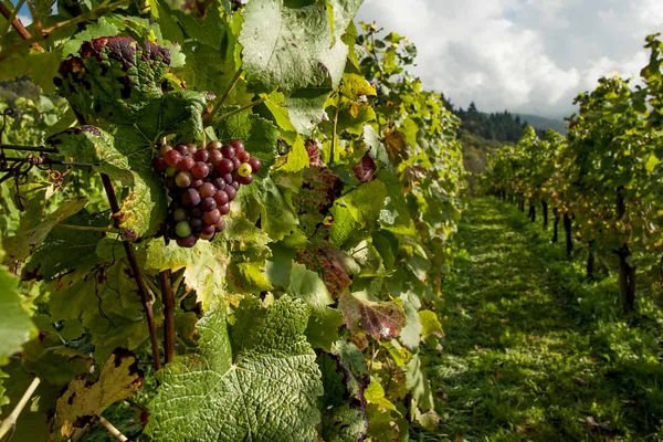 New grapevine model better predicts whole-canopy gas exchange
