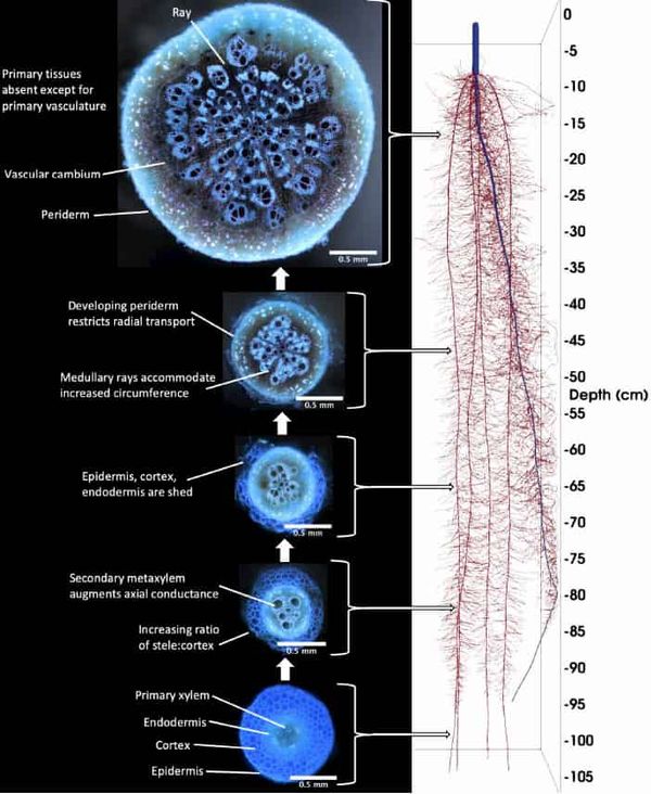 Thicker roots: to grow or not to grow?  Investigating the dynamics of secondary root growth