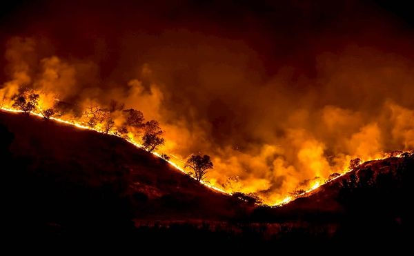 How do some plants become flammable? Insights from Dracophyllum