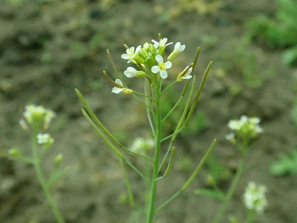 It’s epigenetics after all! How environmentally-induced traits might support plant ecosystems