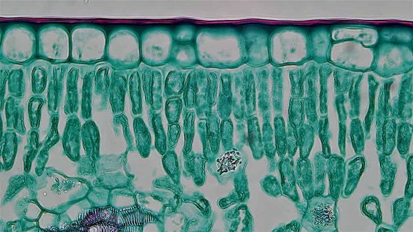 The mystery element: building a variable plant cuticle