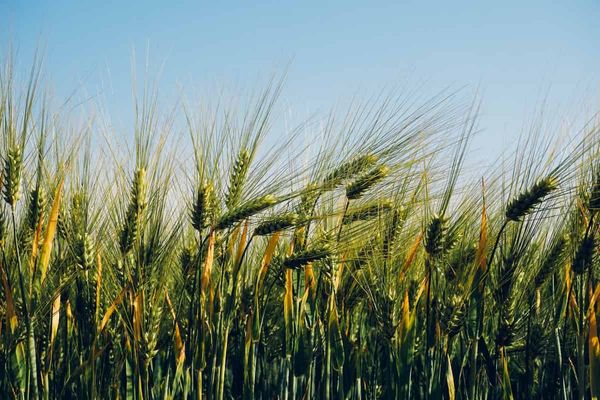 Sulphur deficiency leads to delayed senescence in barley