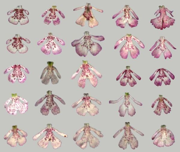 Tricky flowers: how floral variation in a food-deceptive orchid is maintained over generations