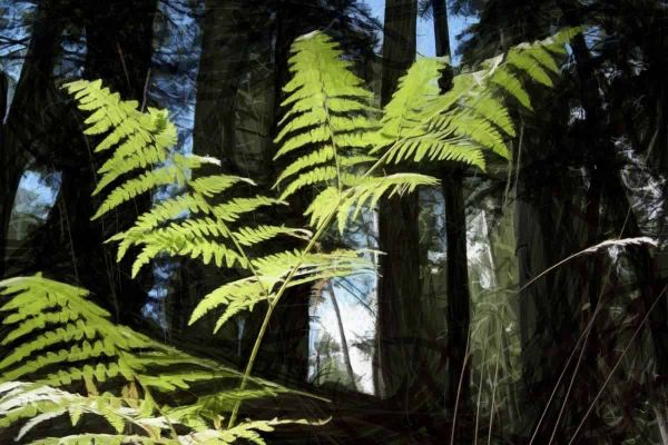 Hydraulic adjustments are of limited use in bracken fern