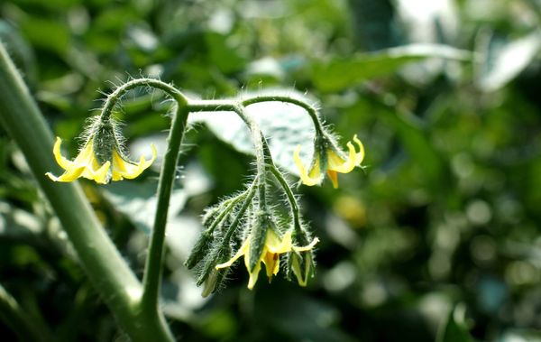 Climate driven population divergence and future extinction risk in wild tomato