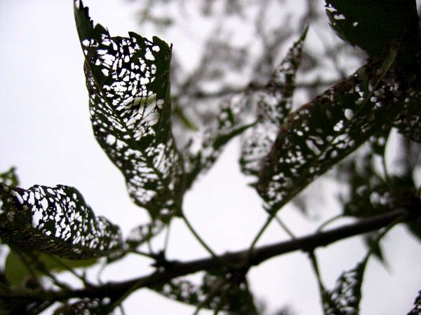 Well-timed meals: how the impact of herbivory on plants changes depending on when it takes place