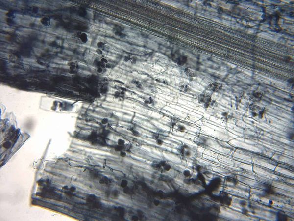 Feeding (or not feeding) a fungus: plants may not be so good to their fungal partners after all