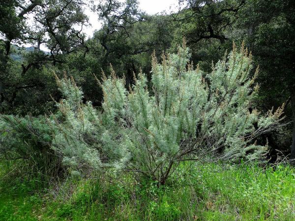 Is age just a number if you’re a plant? How plant responses to the environment change with age