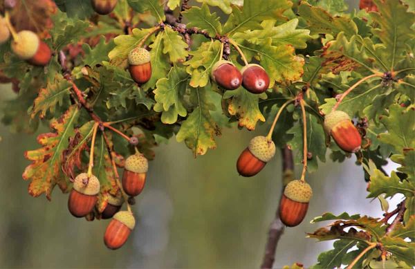 Under-producers have a greater effect than super-producers on fruiting patterns in masting trees