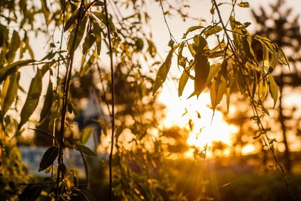 Short- and long-term responses to elevated carbon dioxide use the same genetic controls