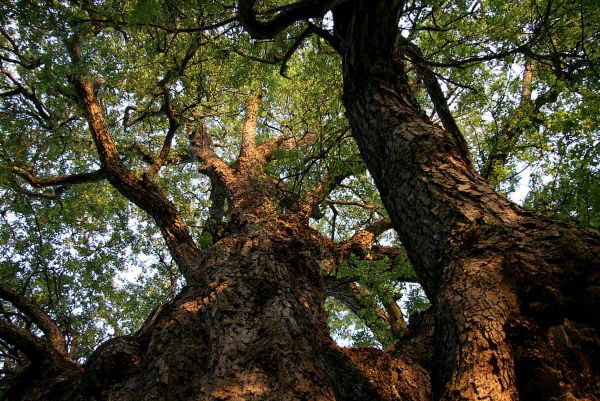 Nothofagus macrocarpa populations represent relics of a once-greater range