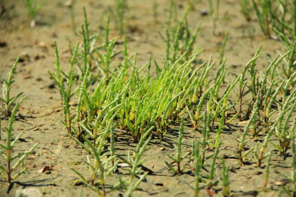 Where do halophytes grow? Influence of elevation, flooding, and salinity in a non-tidal saltmarsh