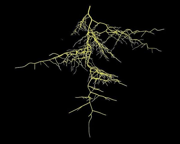 Going below ground: how some of the diversity in plant root morphology arose
