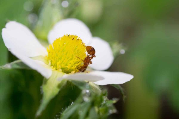 Are ants a benefit or a detriment when they occupy a plant? New research says they may be both.