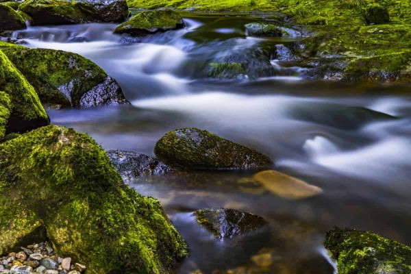 Wounds divert auxin flow like “rocks in a stream”