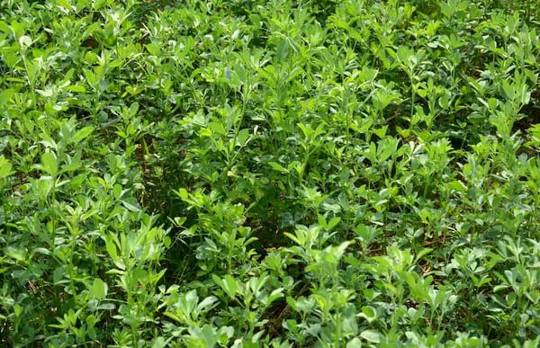 Unravelling how a mysterious substance may boost plant growth