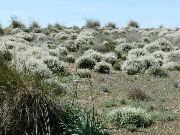 Plant community assembly on restrictive gypsum soils