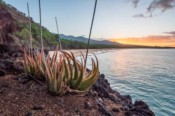 “Long fuses” delayed angiosperms’ global take-over