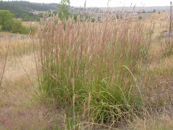 Microanatomical leaf traits vary across climate gradients in a Great Plains grass