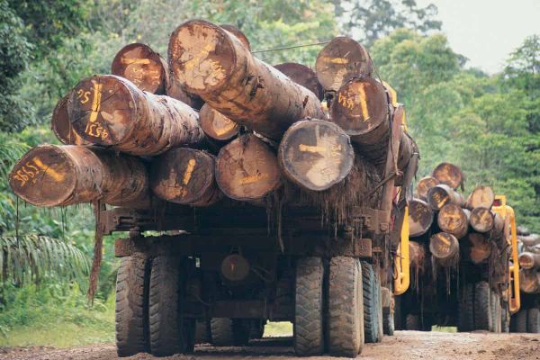 View from the sky sees new hope for restoring degraded forests
