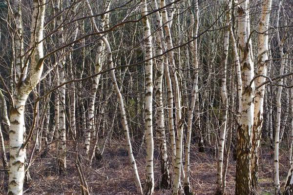 Genetic variation in early fitness traits across European populations of silver birch