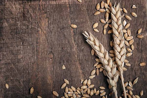 Wheat Sheafs on a table