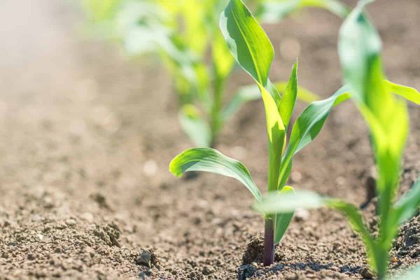 When phosphorus levels are low, mycorrhizae outcompete root hairs in maize
